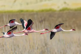 Flying Flamingos